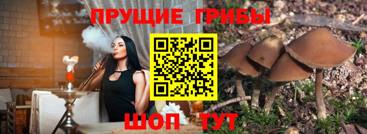 Татарск  Псилоцибиновые грибы Psilocybine cubensis  Вход с VPN 